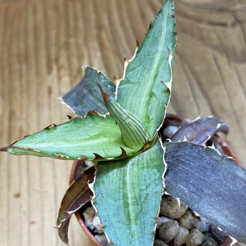 SH26589 Agave lophantha 'Splendida'