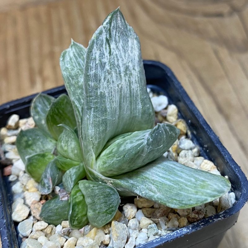 SH26590 Gasteria nigricans f. variegata