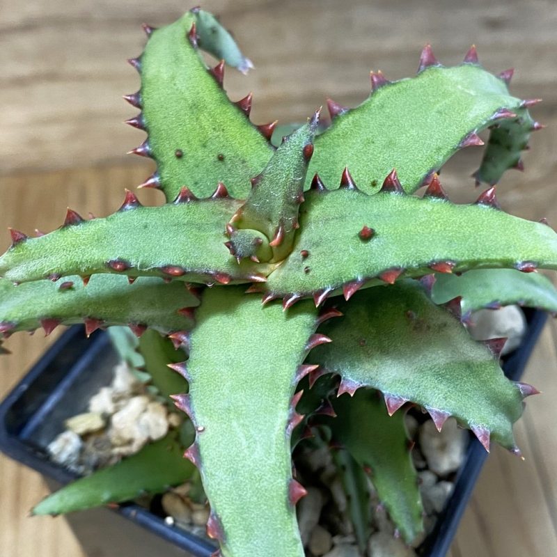 SH26591 Aloe castilloniae hybrid