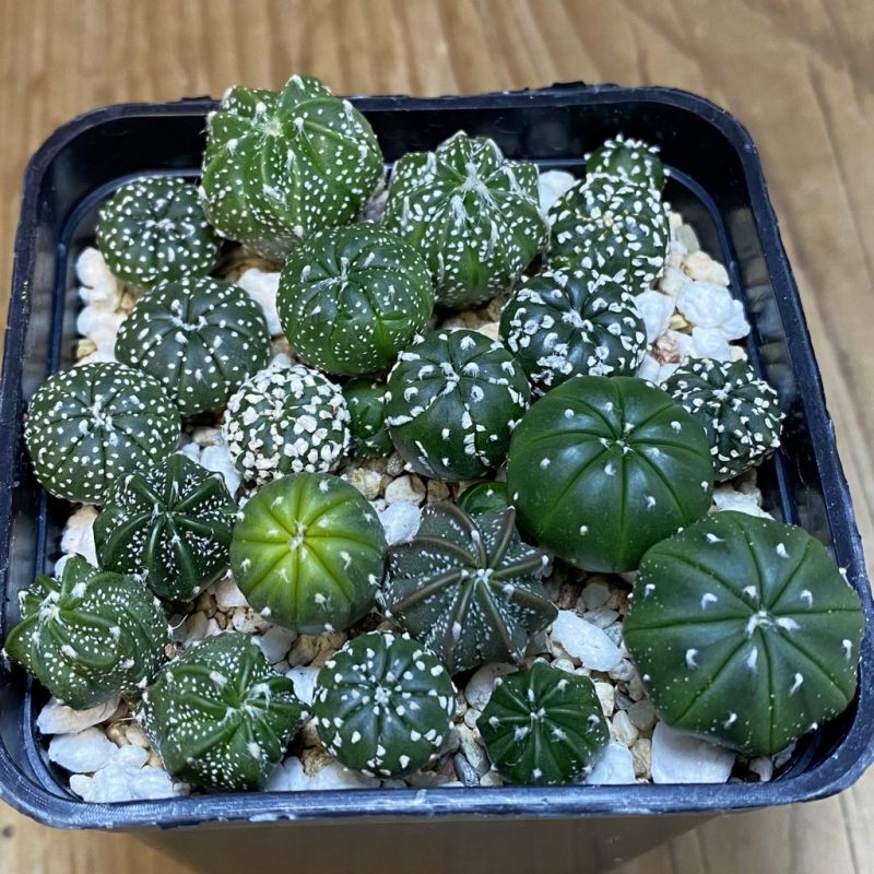 SH26529 Astrophytum asterias mix
