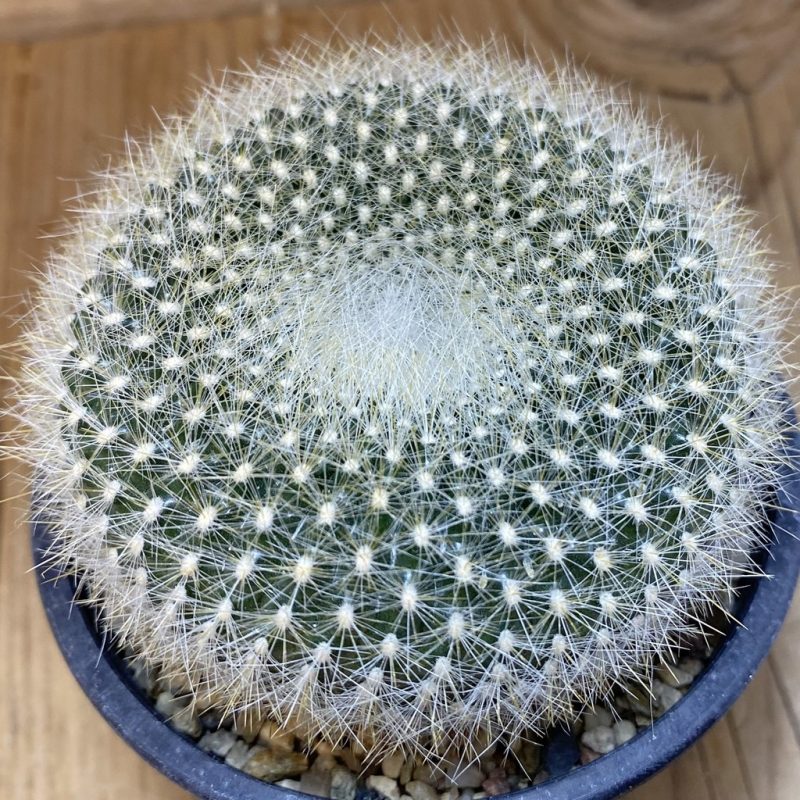SH26535 Brasilicactus haselbergii