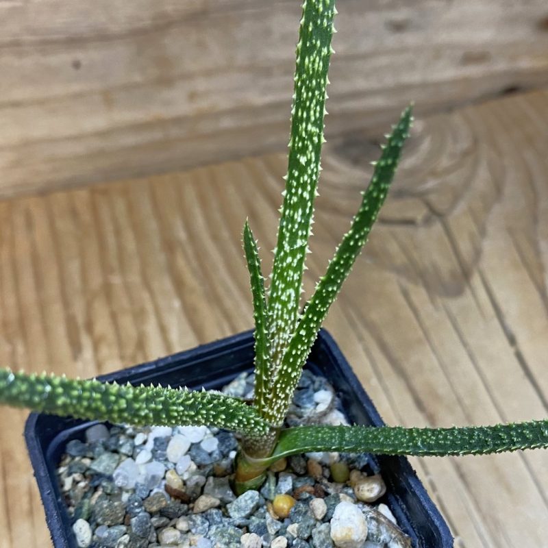 SH26593 Aloe delicatifolia