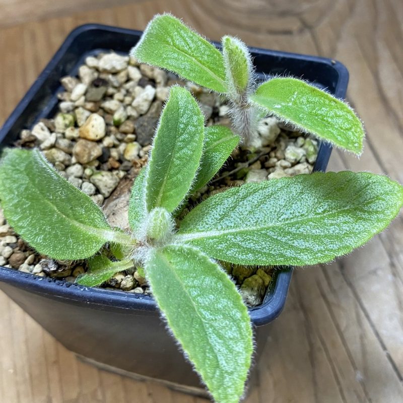 SH26595 Sinningia tubiflora