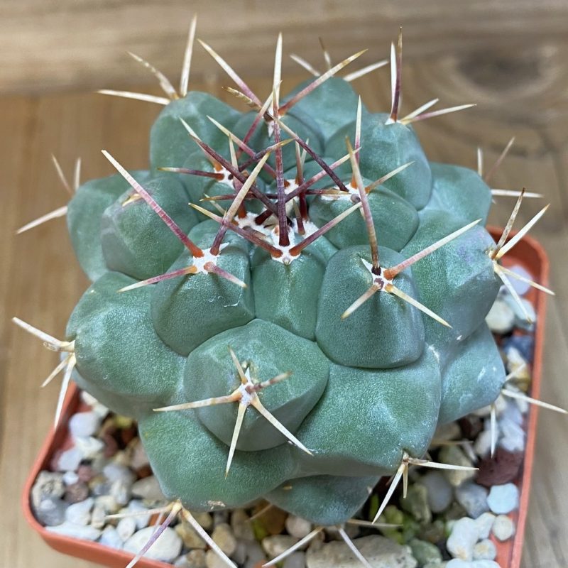 SH26536 Thelocactus hexaedrophorus MK 17.37