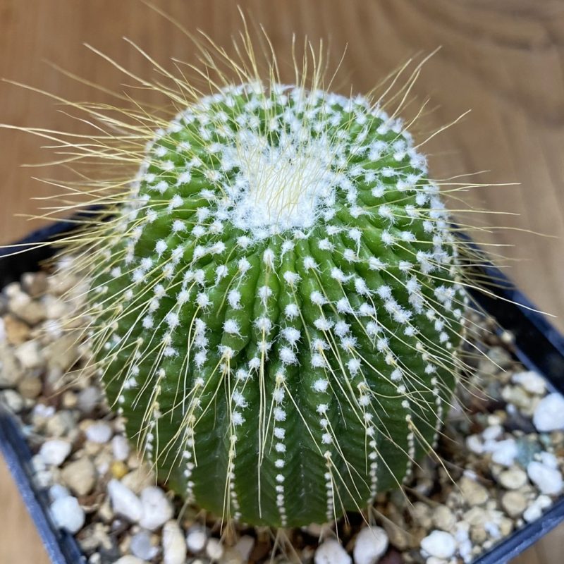 SH26537 Notocactus leninghausii ‘inermis’