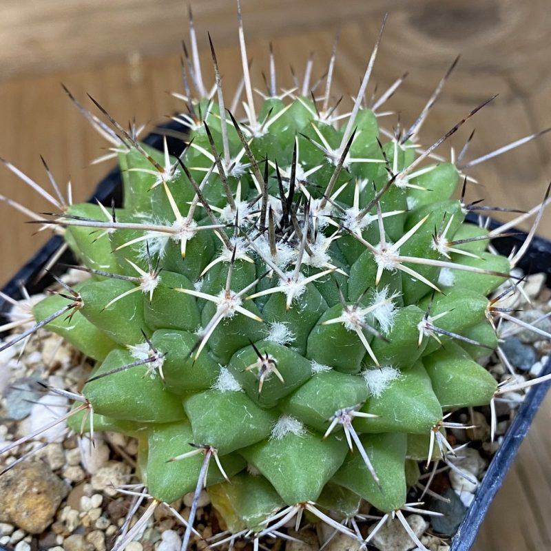 SH26538 Mammillaria magnimamma