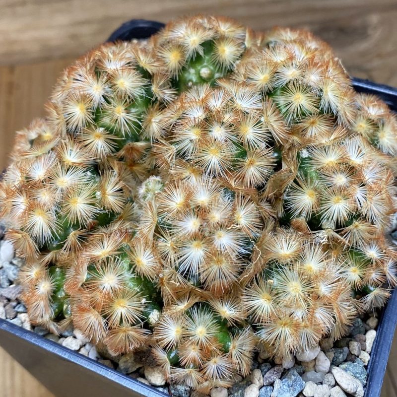 SH26539  Mammillaria carmenae ‘Buddha’ hybrid, seedling