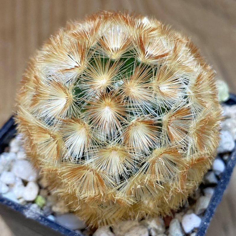 SH26540  Mammillaria carmenae