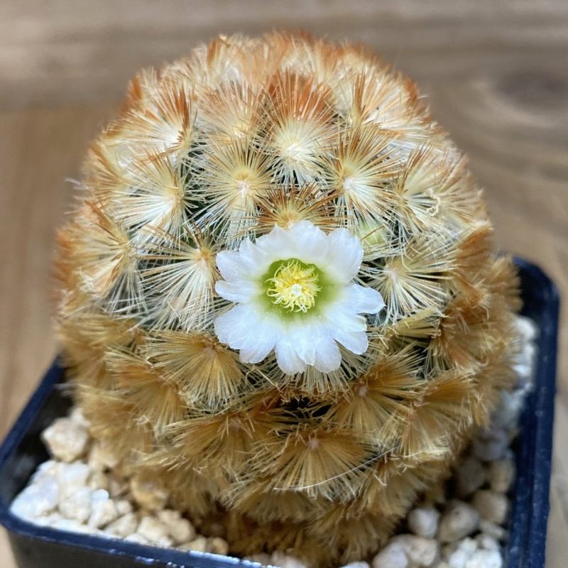 SH26541  Mammillaria carmenae