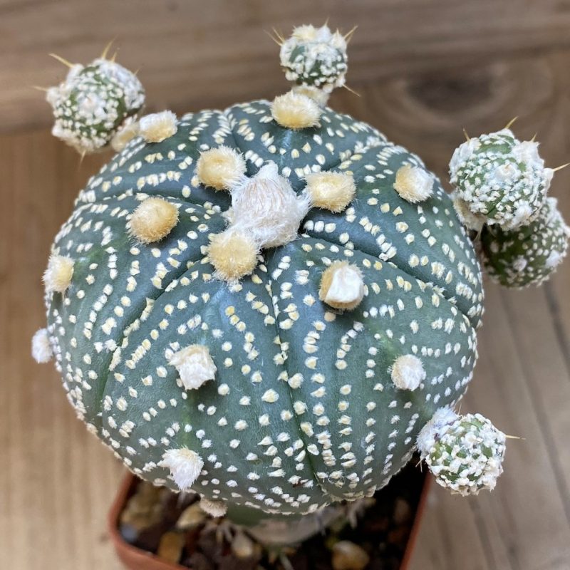 SH26542 Astrophytum asterias ‘Super Kabuto’ hybrid, grafted