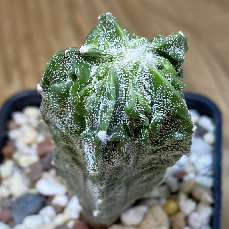 SH26543 Astrophytum myriostigma ‘Fukuryu’