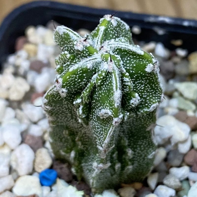SH26544 Astrophytum myriostigma ‘Fukuryu’