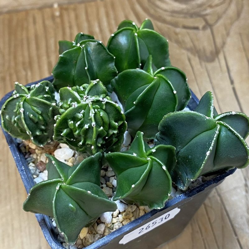 SH26530 Astrophytum myriostigma mix