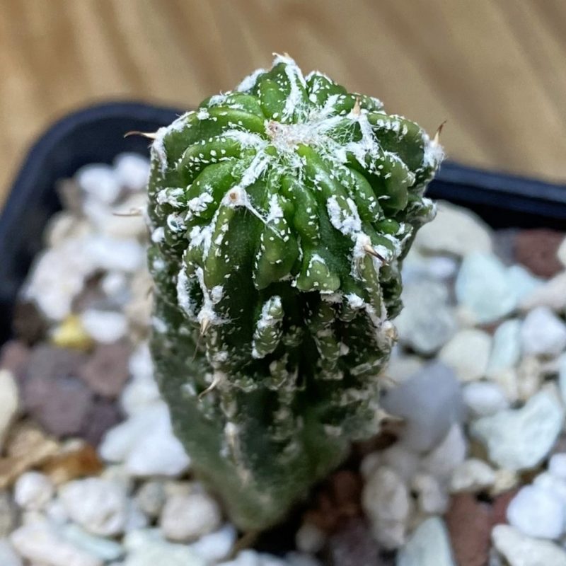 SH26545 Astrophytum myriostigma ‘Fukuryu’
