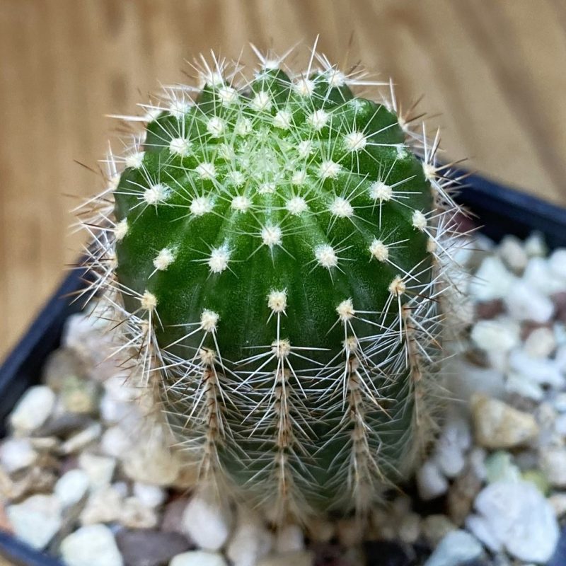 SH26546 Echinopsis hybrid