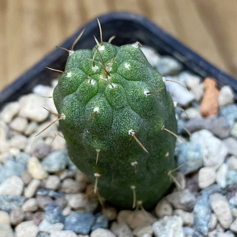 SH26547 Matucana madisoniorum