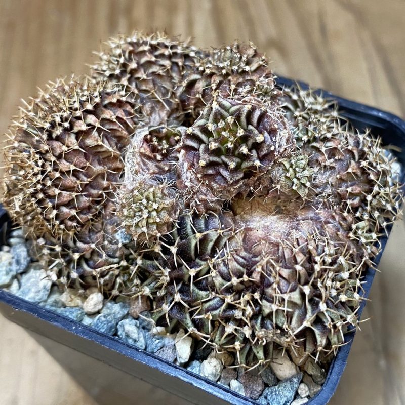 SH26553 Gymnocalycium mihanovichii f. cristata, seedling
