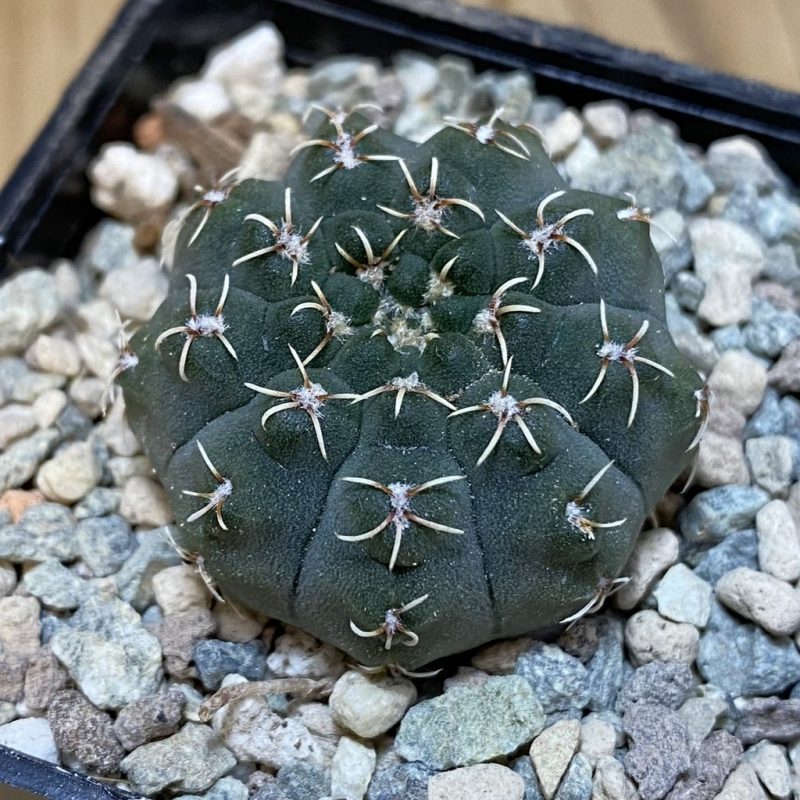 SH26555 Gymnocalycium stellatum VG 283