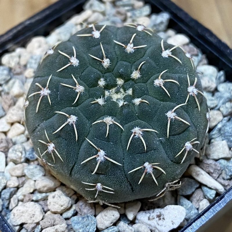 SH26556 Gymnocalycium stellatum VG 283