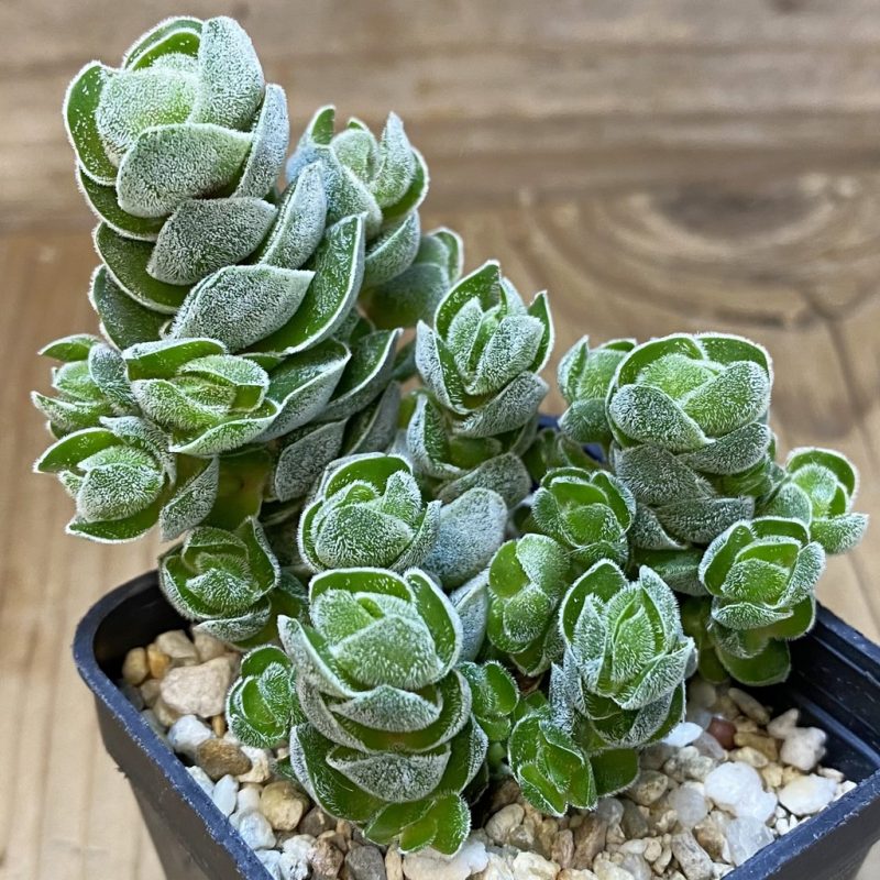 SH26559 Crassula ‘Ivory Pagoda’