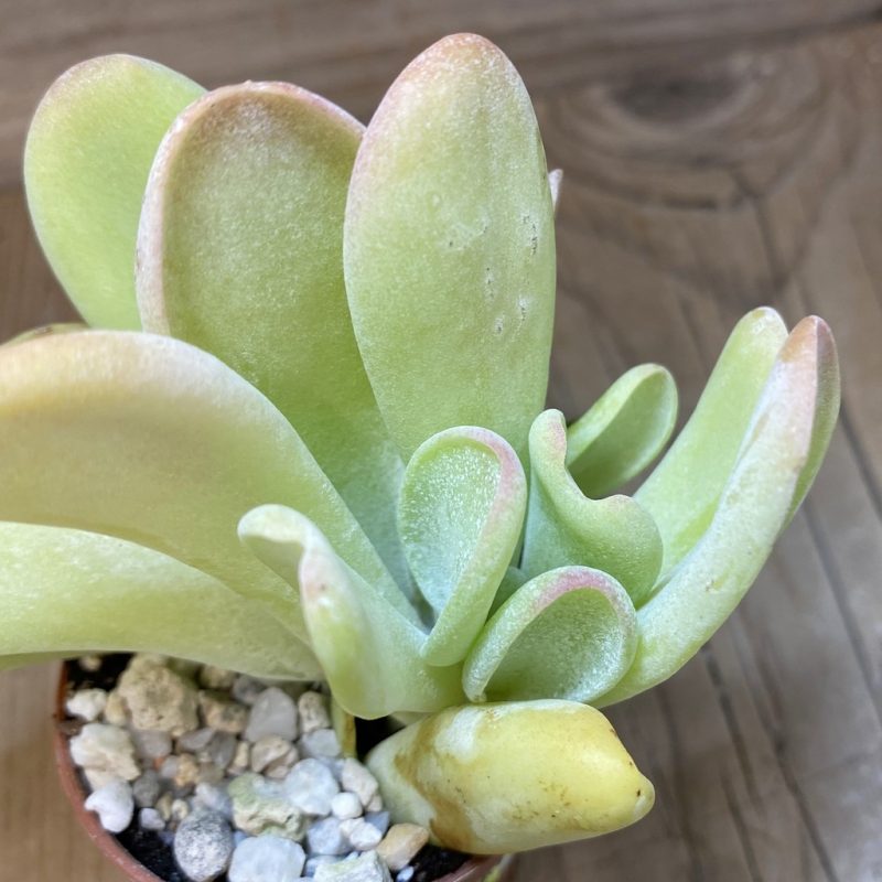 SH26560 Kalanchoe thyrsiflora ‘Monstrosa’