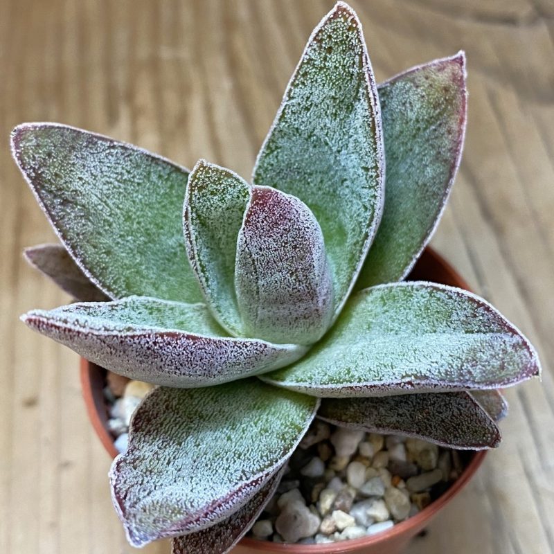 SH26561 Crassula ‘Garnet Lotus’