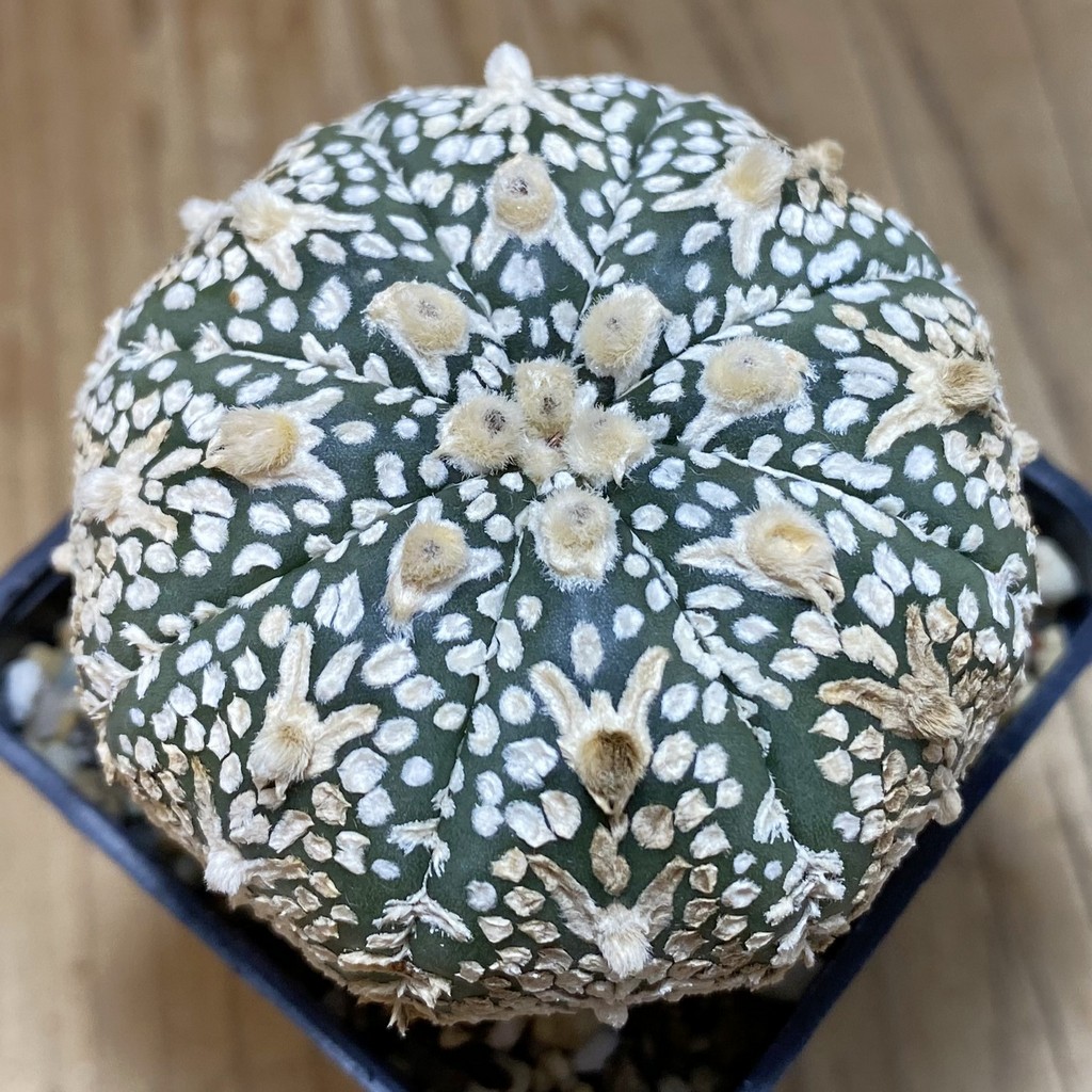 DP26627 Astrophytum asterias ‘Super Kabuto' V-Type