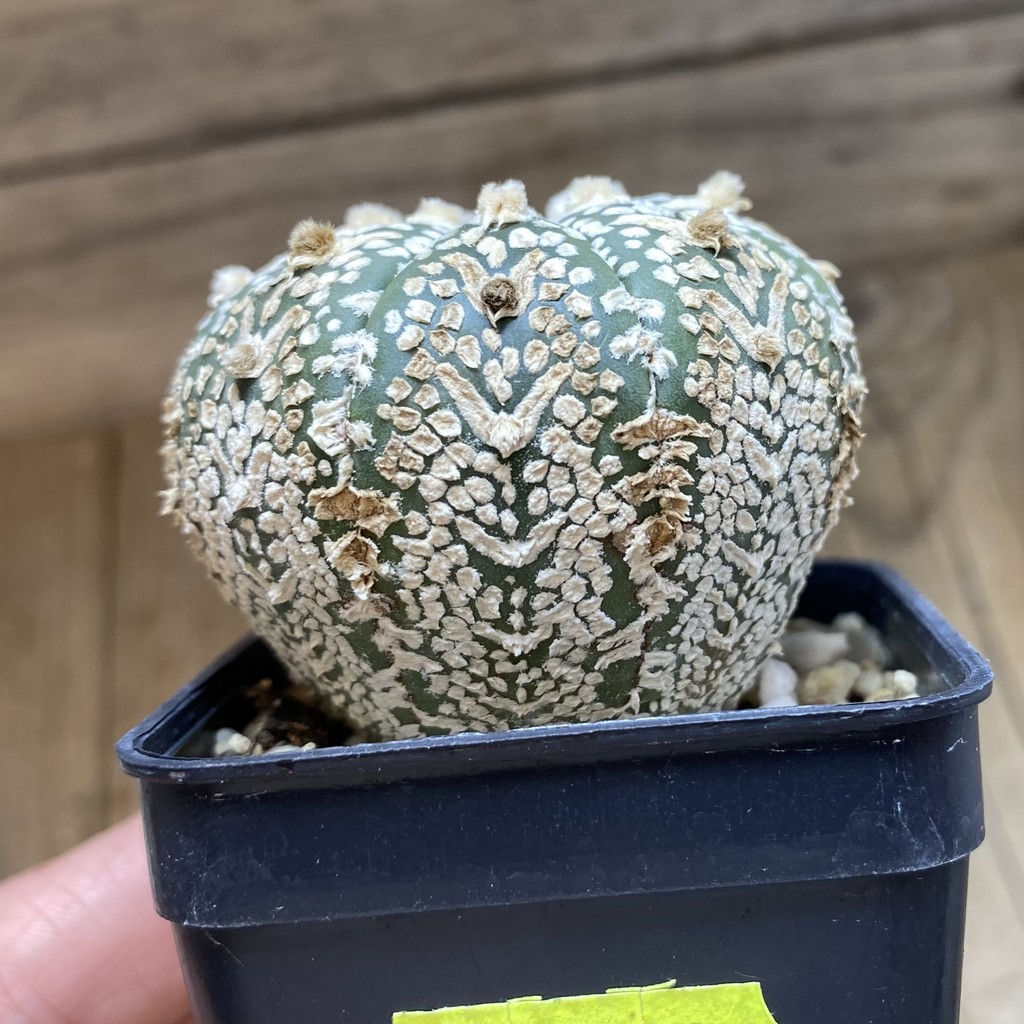 DP26627 Astrophytum asterias ‘Super Kabuto' V-Type - Imagen 2
