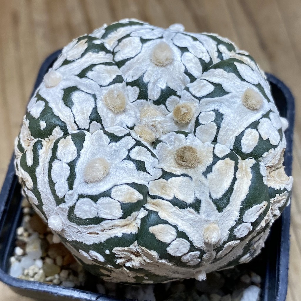 DP26628 Astrophytum asterias ‘Super Kabuto' V-Type, 5-ribs