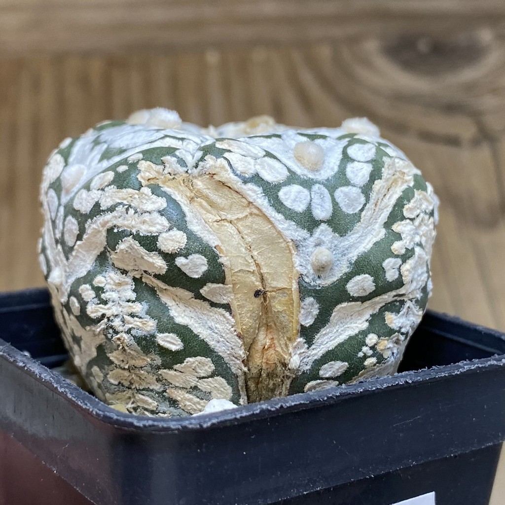 DP26628 Astrophytum asterias ‘Super Kabuto' V-Type, 5-ribs - Imagen 2