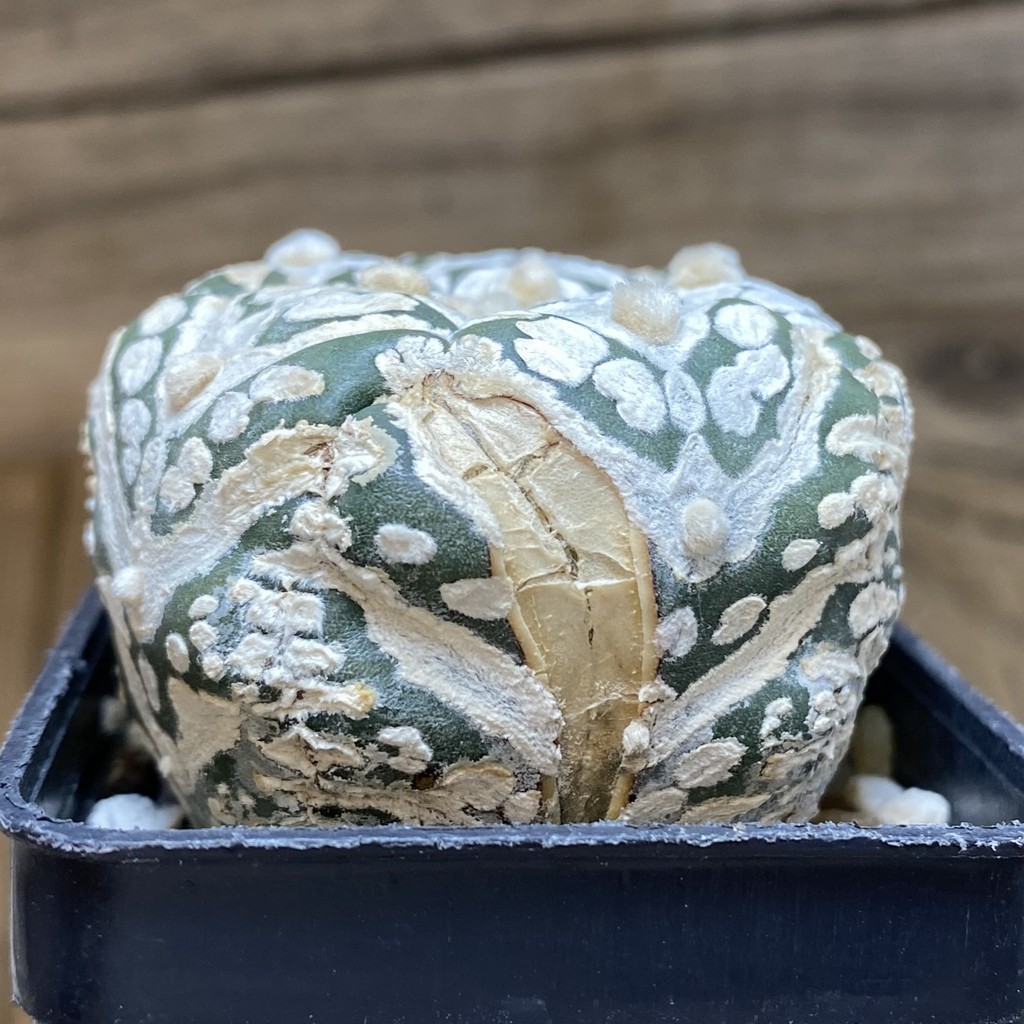 DP26628 Astrophytum asterias ‘Super Kabuto' V-Type, 5-ribs - Imagen 3