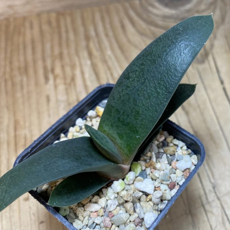 DP26631 Gasteria
