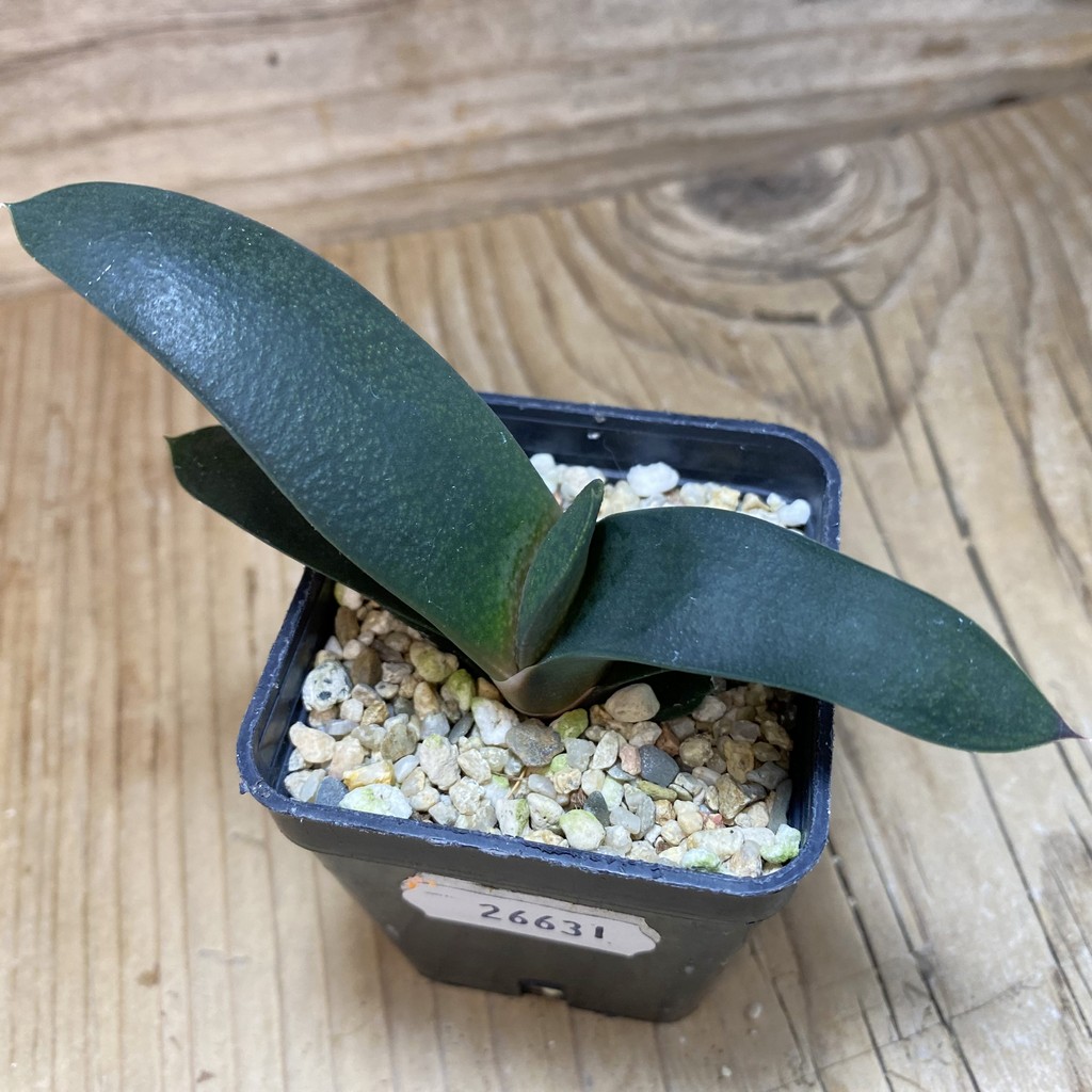 DP26631 Gasteria - Imagen 2