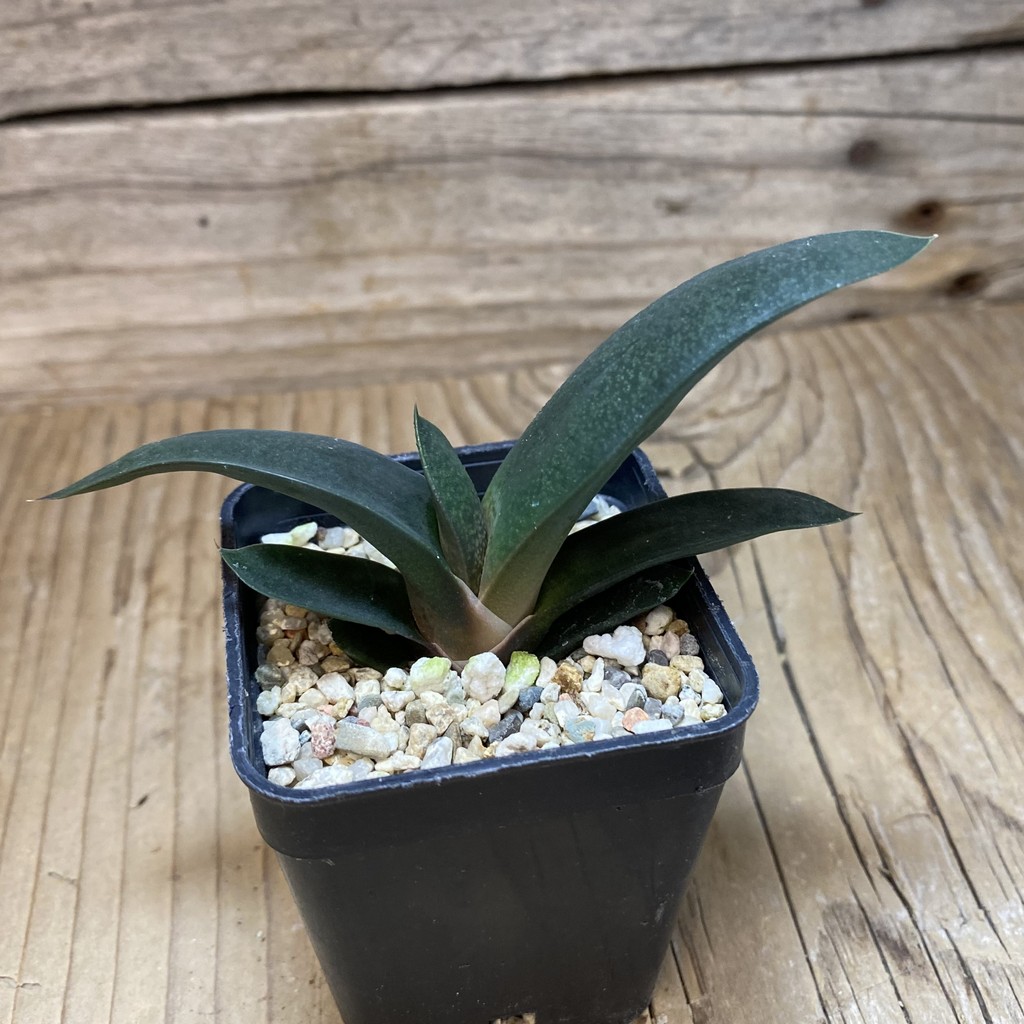 DP26631 Gasteria - Imagen 3