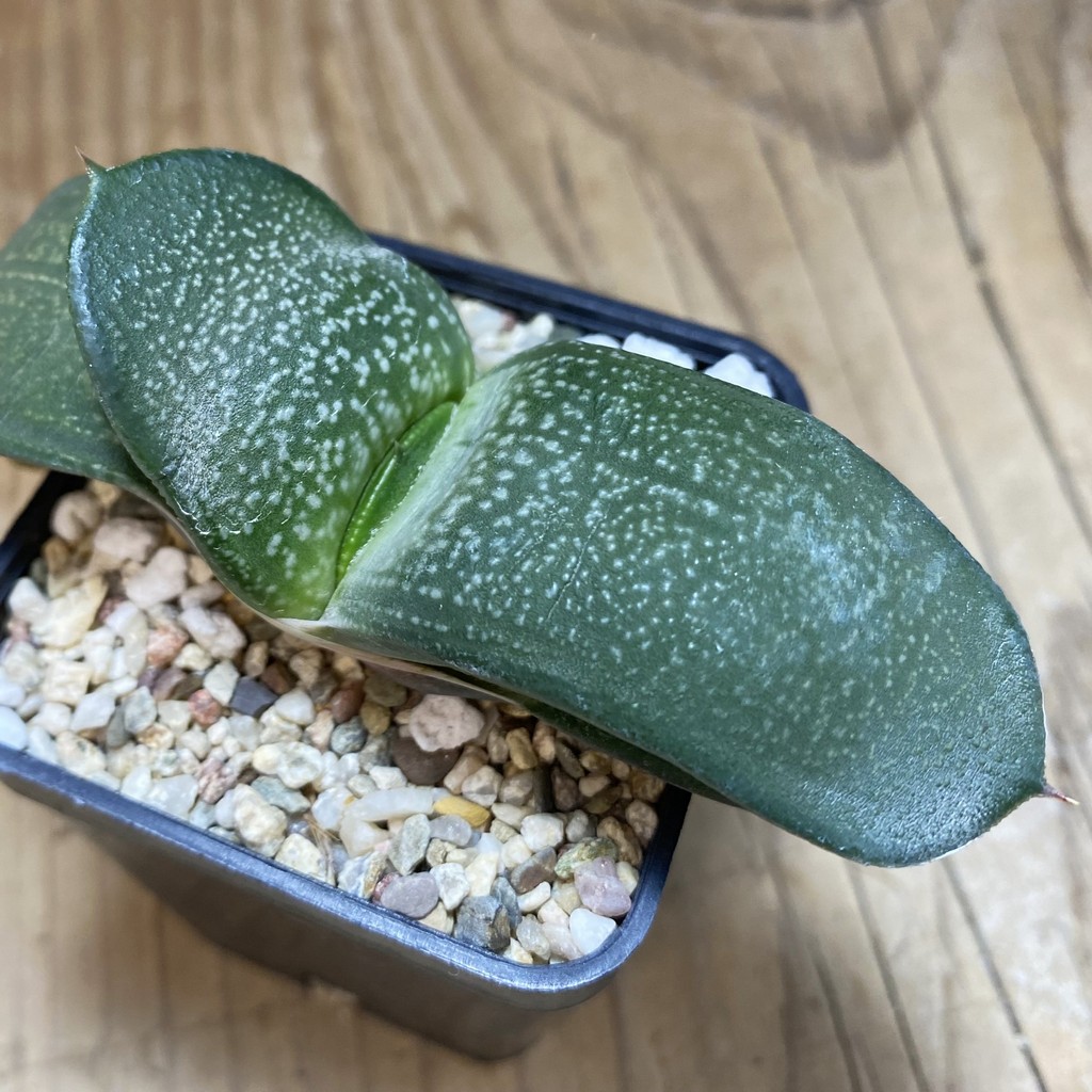 DP26632 Gasteria