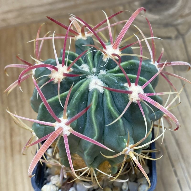 DP26600 Ferocactus latispinus