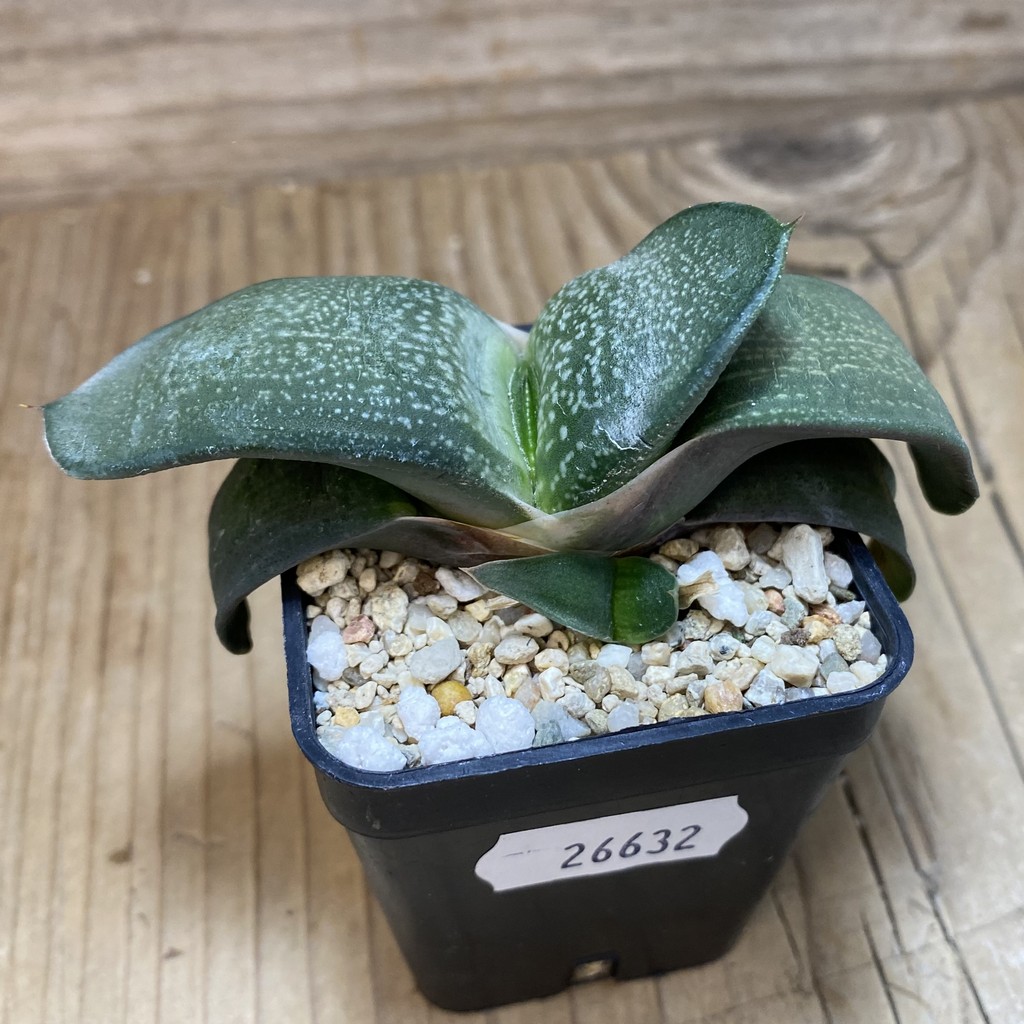 DP26632 Gasteria - Imagen 2