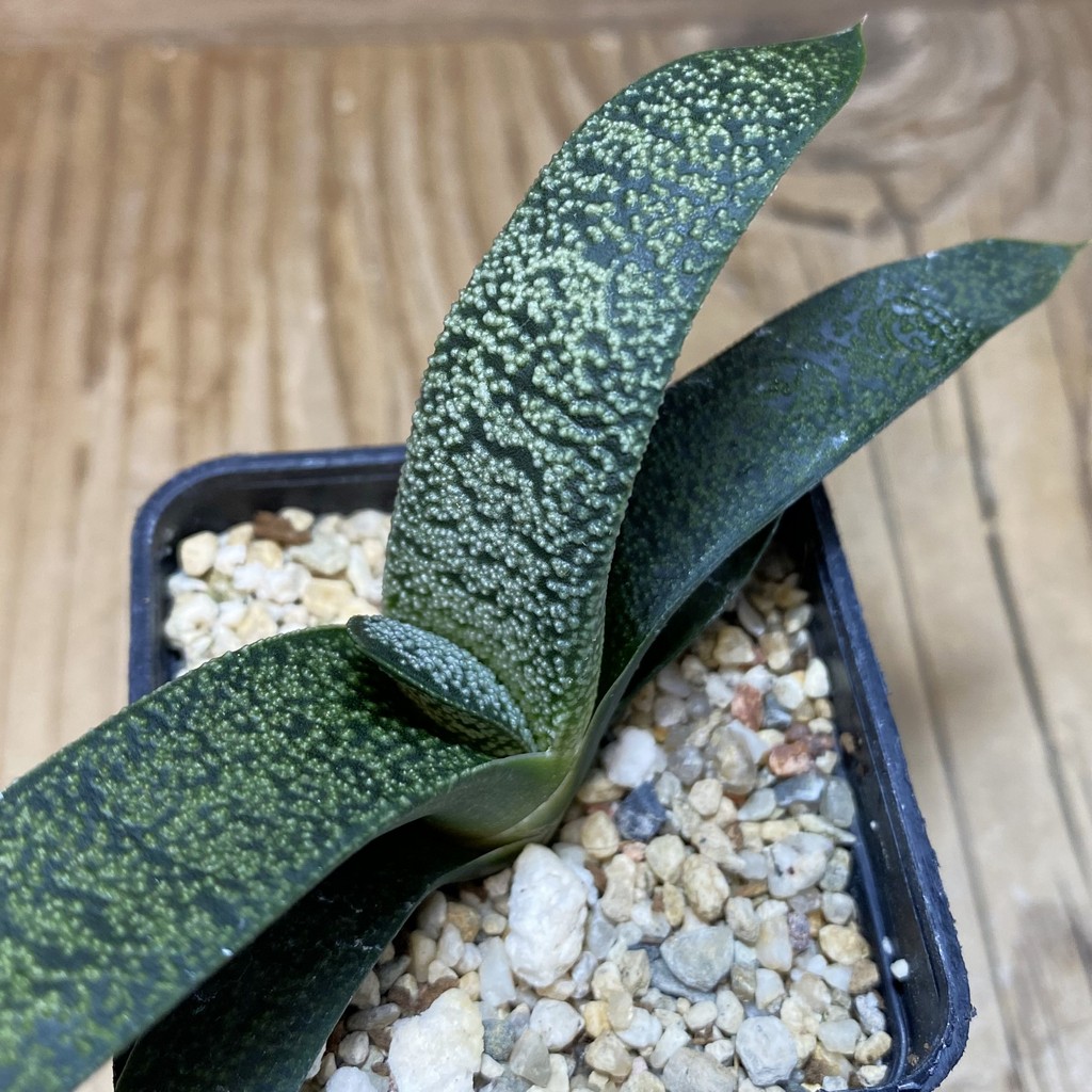 DP26633 Gasteria