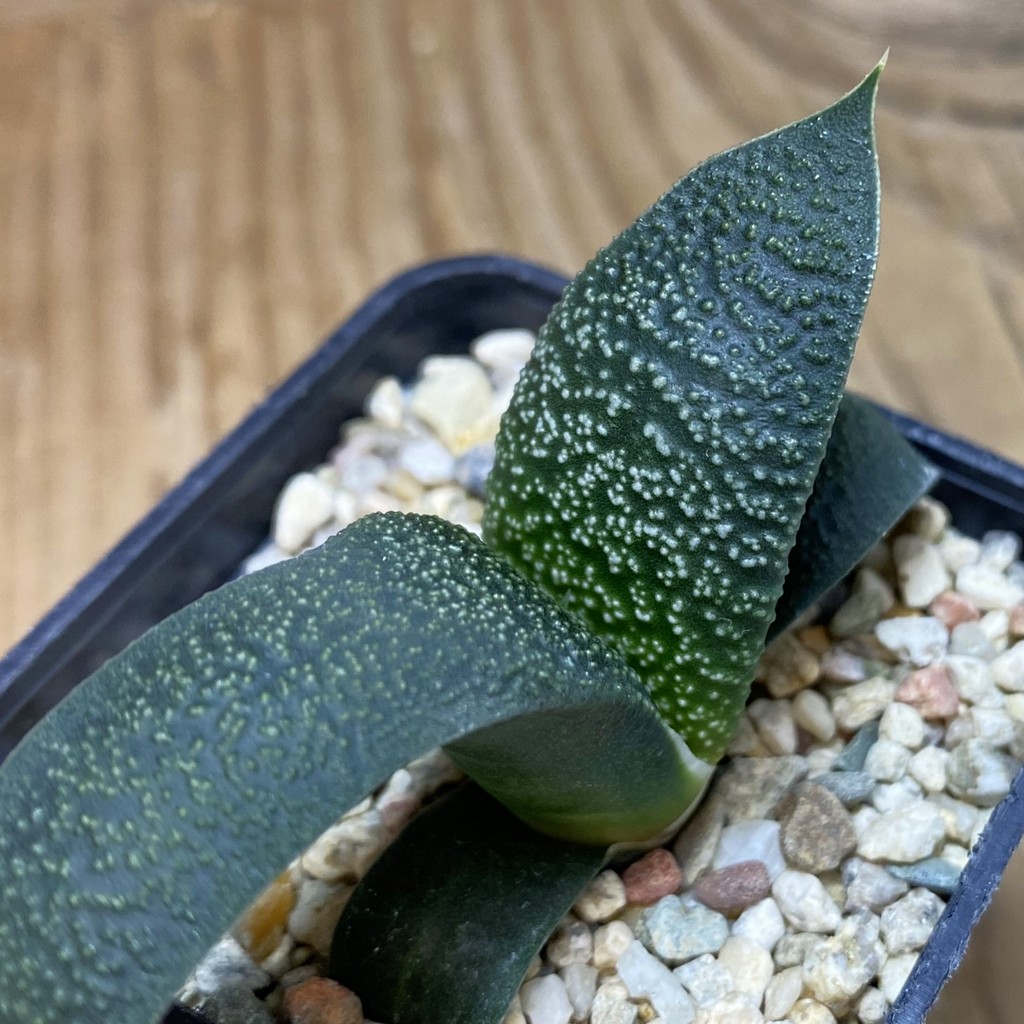 DP26634 Gasteria