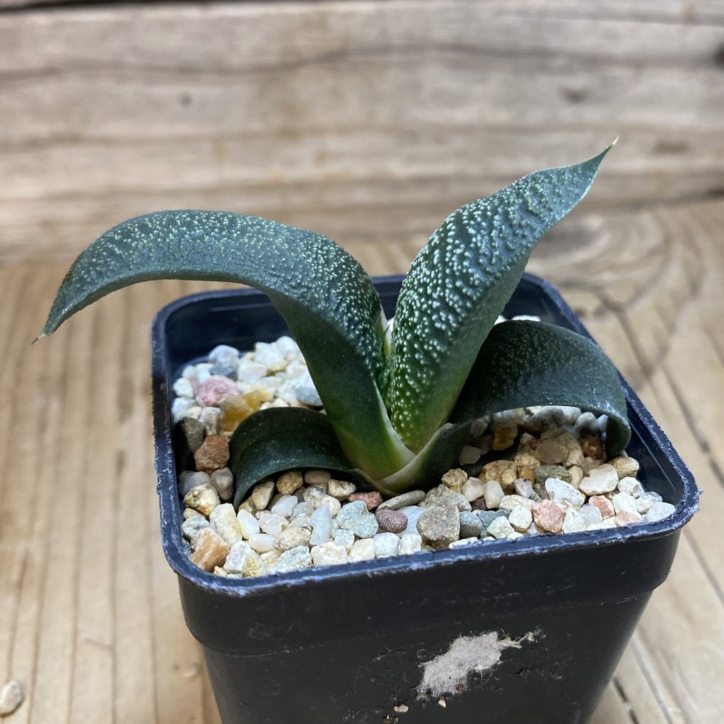 DP26634 Gasteria - Imagen 2