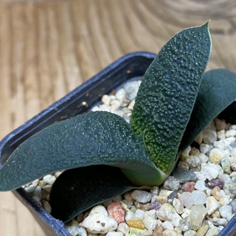 DP26635 Gasteria