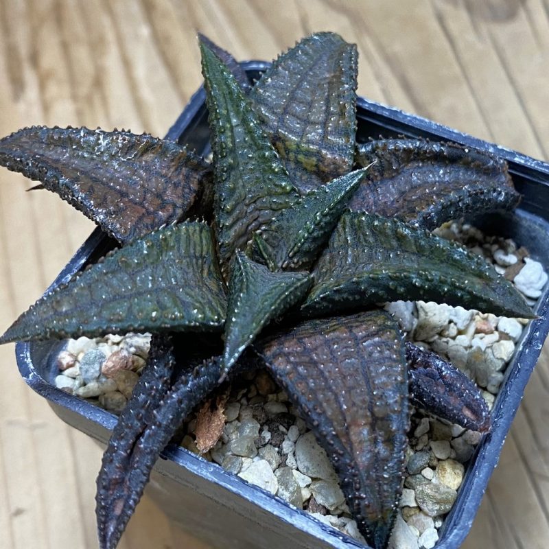 DP26636 Haworthia