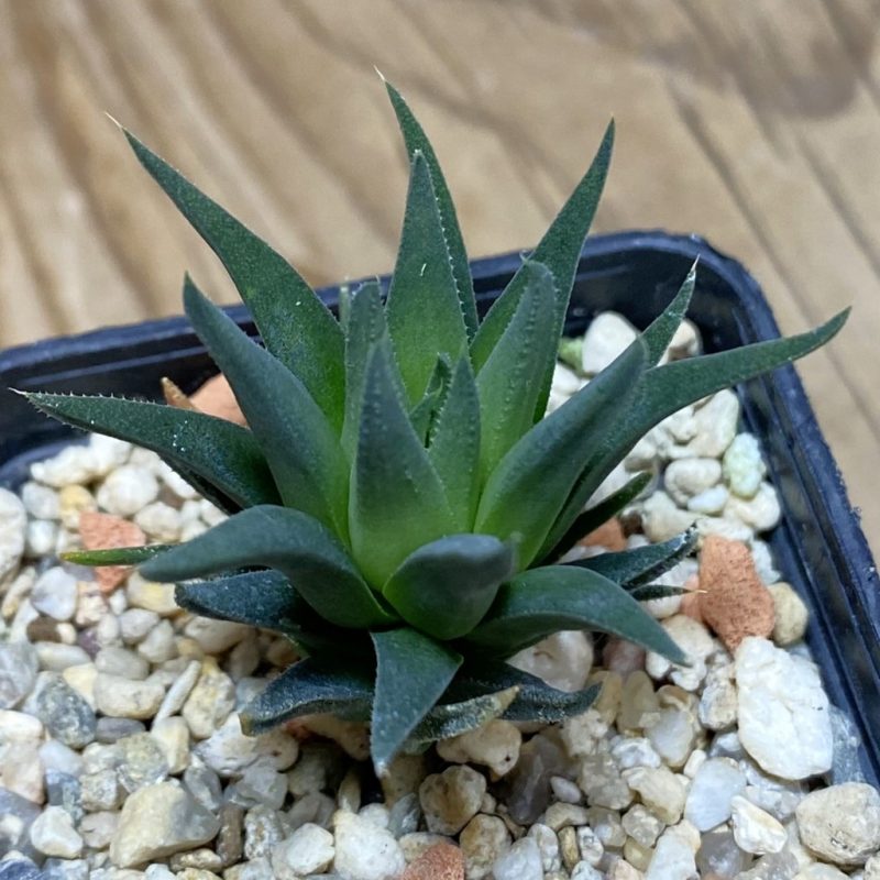 DP26637 Haworthia