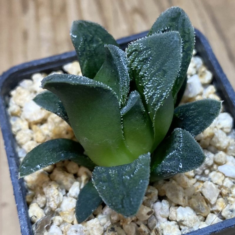 DP26638 Haworthia