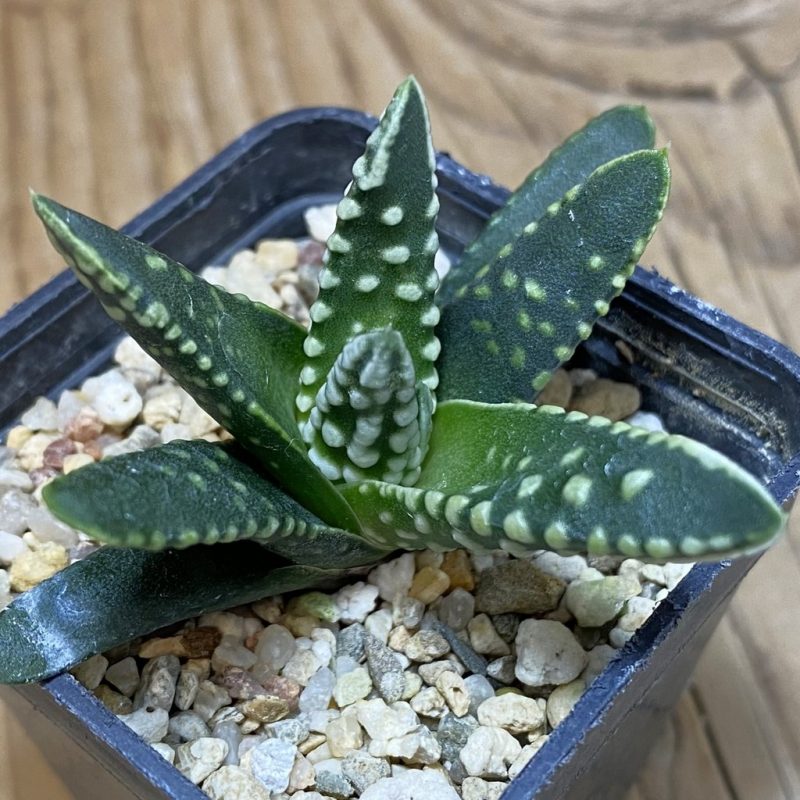 DP26639 Haworthia