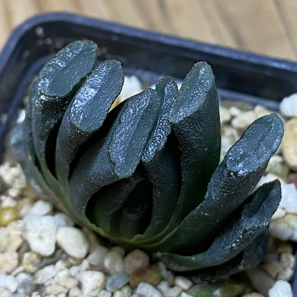 DP26641 Haworthia