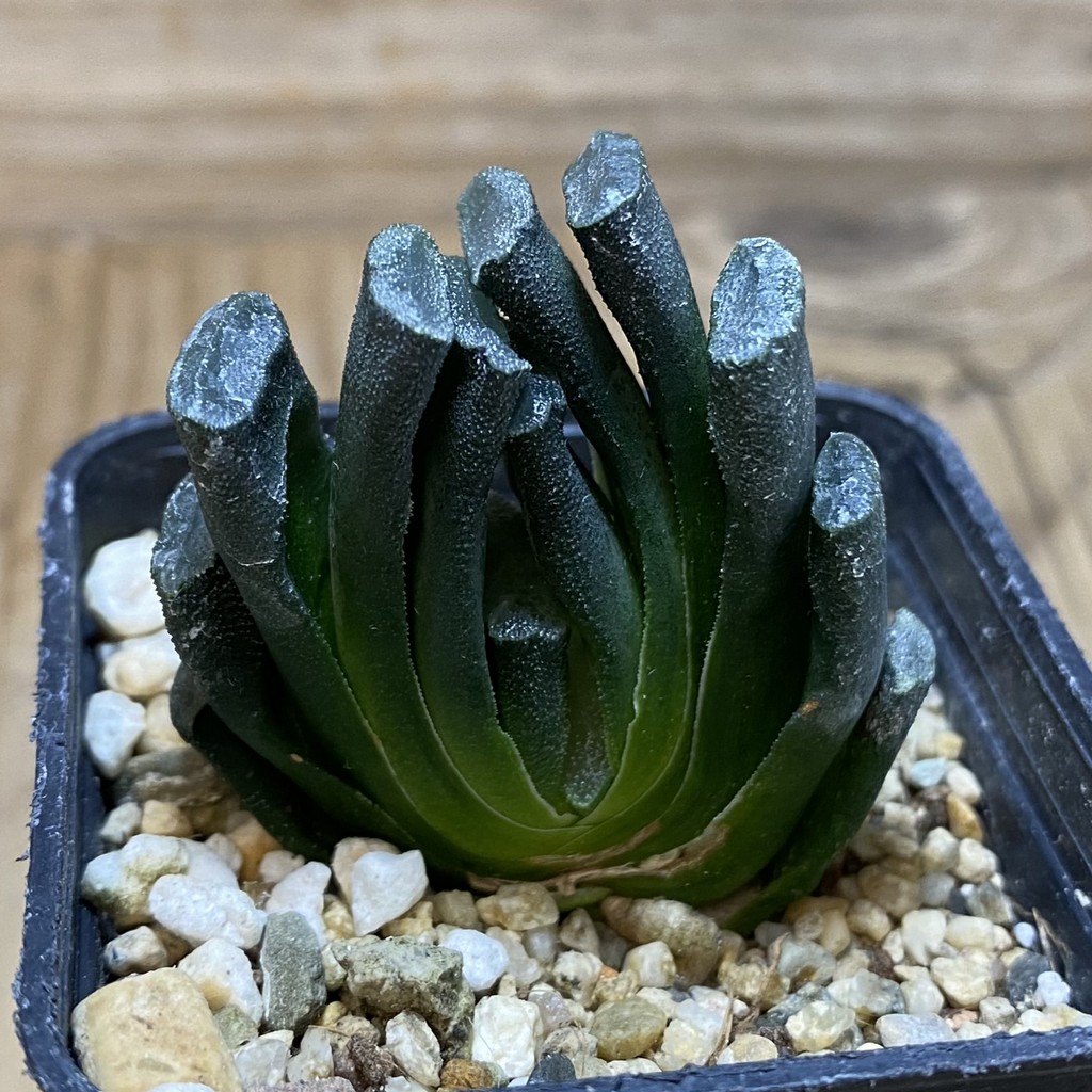 DP26641 Haworthia - Imagen 2