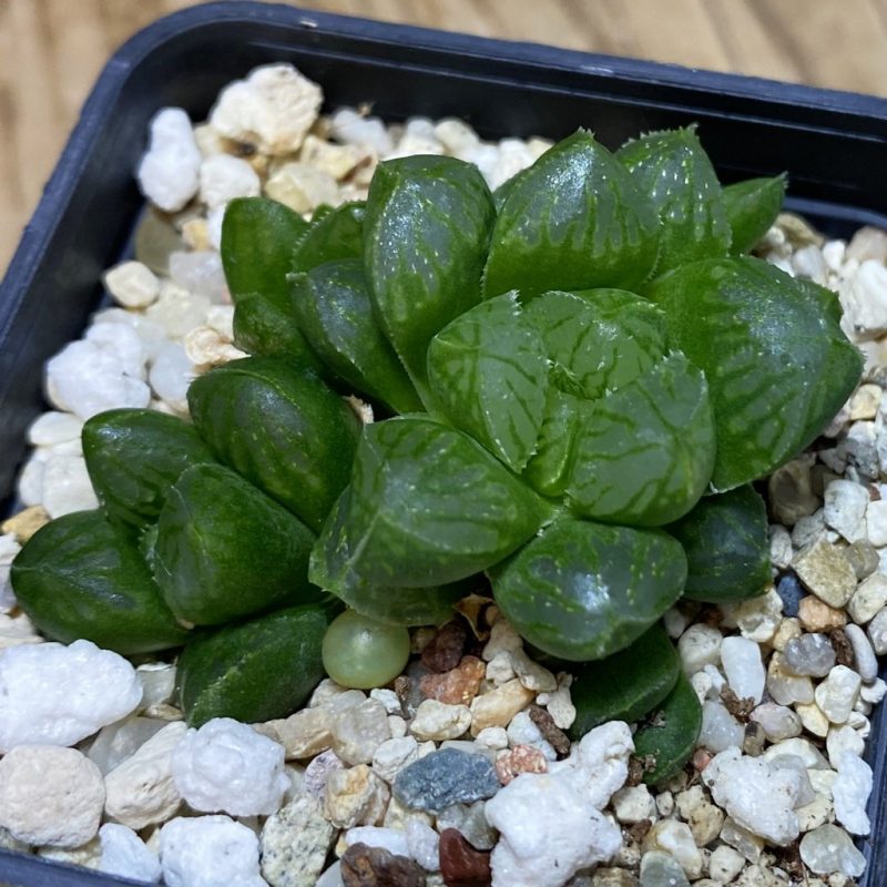 DP26642 Haworthia