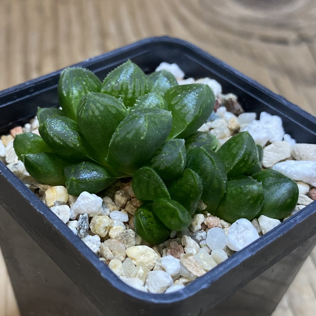 DP26642 Haworthia - Imagen 2