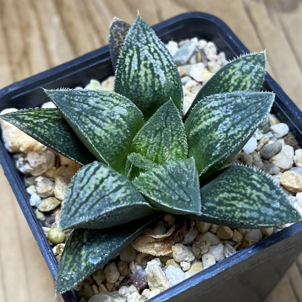 DP26643 Haworthia